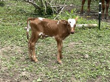 Shebang Bull calf