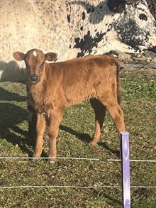 Princess Heifer Calf