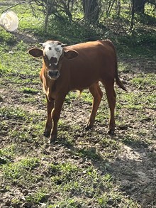 Gem Bull Calf