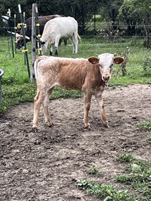 Stealing Hearts Heifer Calf