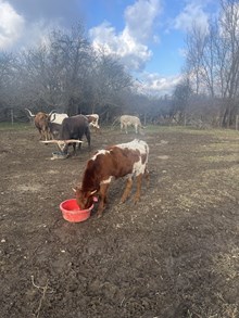 Mama Jama Heifer Calf