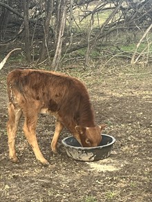 Tari Star Heifer Calf